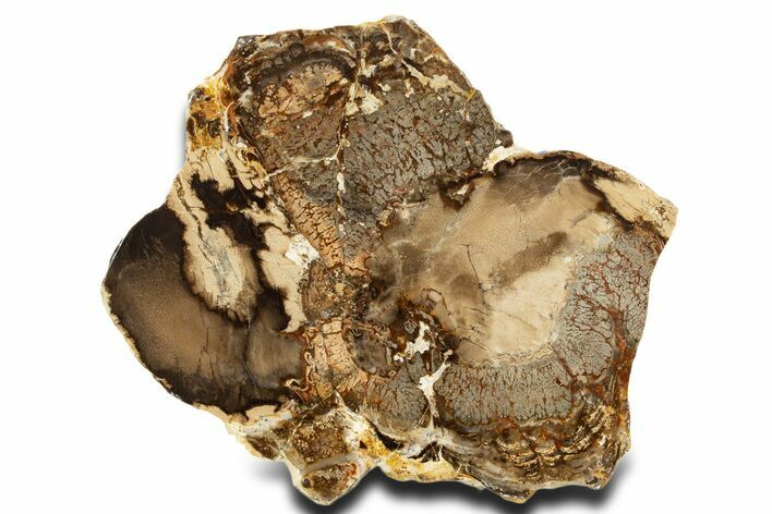 Stromatolite Covered Petrified Plume Wood Slab - Oregon #338173